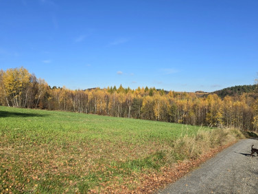 Działka Biały Kościół