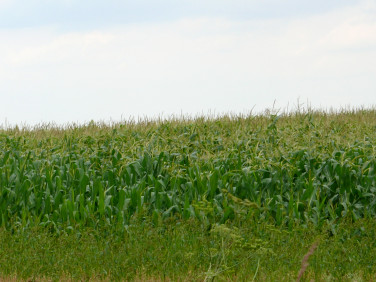 Działka budowlana Gwoździce