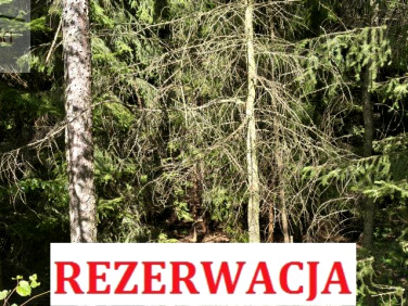 Działka leśna Glinik Charzewski