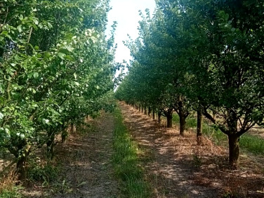 Działka Franciszków