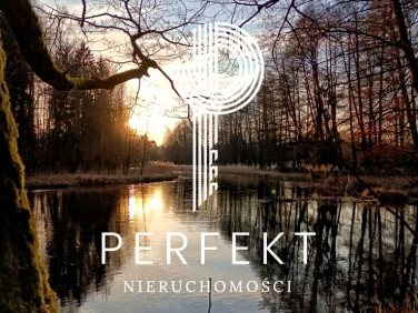 Działka leśna Steklno