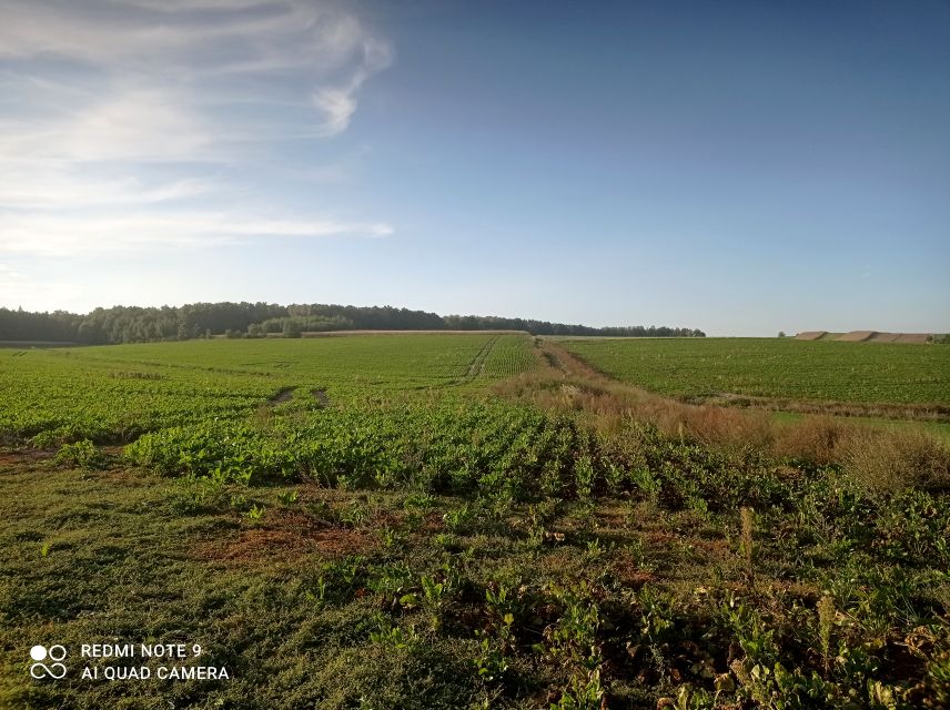 Działka rolna Zbrosławice