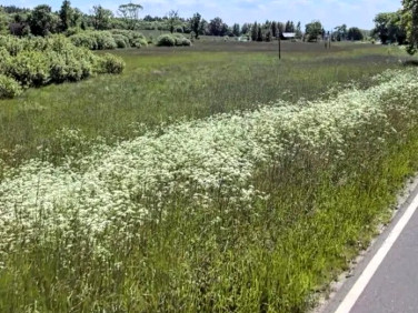 Działka budowlana Maszewko