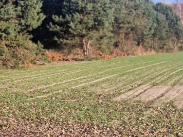 Działka inna Trawy sprzedam