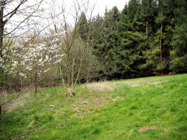 Działka rolno-leśna Tłuczań