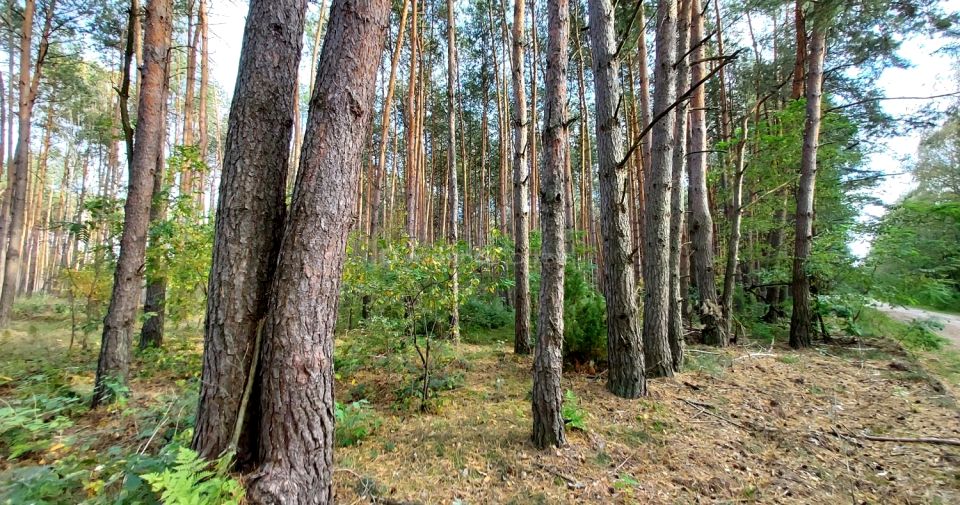 Działka leśna Klonownica Mała