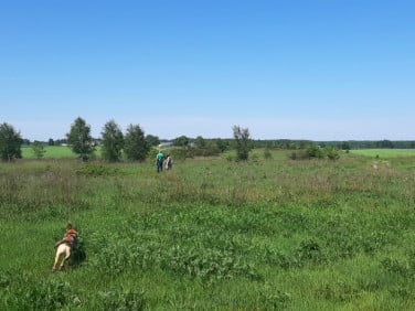 Działka budowlana Połchowo sprzedam