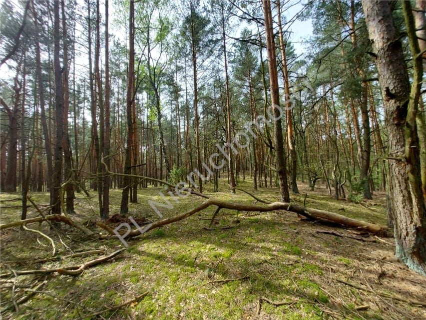 Działka budowlana Arciechów