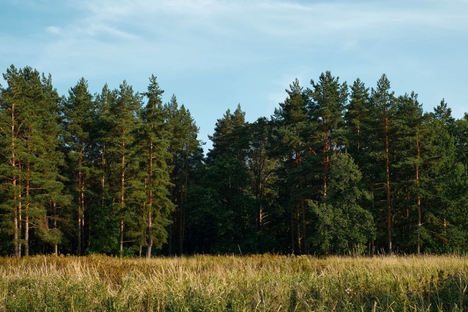 Działka leśna Łękawica