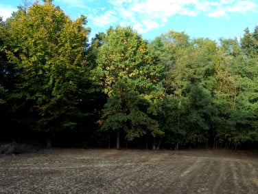 Działka Pustków