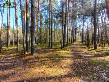 Działka leśna Skrybicze sprzedam