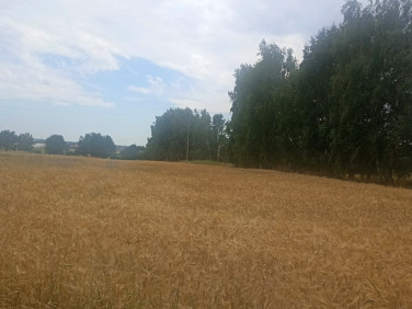 Działka inna Paniówki