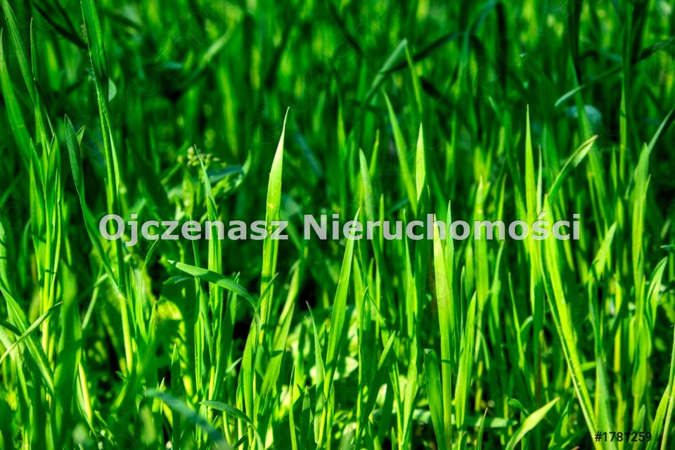 Pusta działka Lisi Ogon