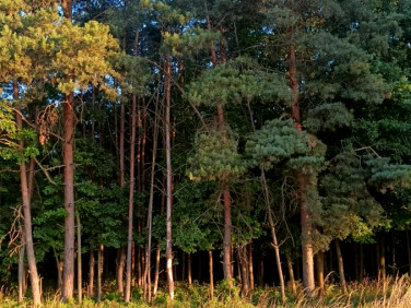 Działka Gaj Wielki