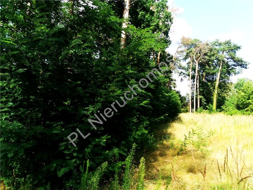 Działka budowlana Międzyborów