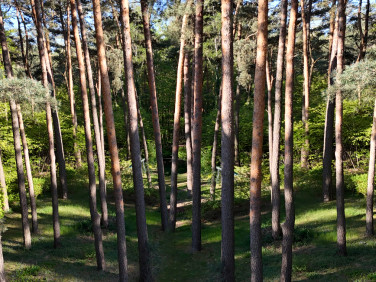 Działka budowlana Sokolniki-Las