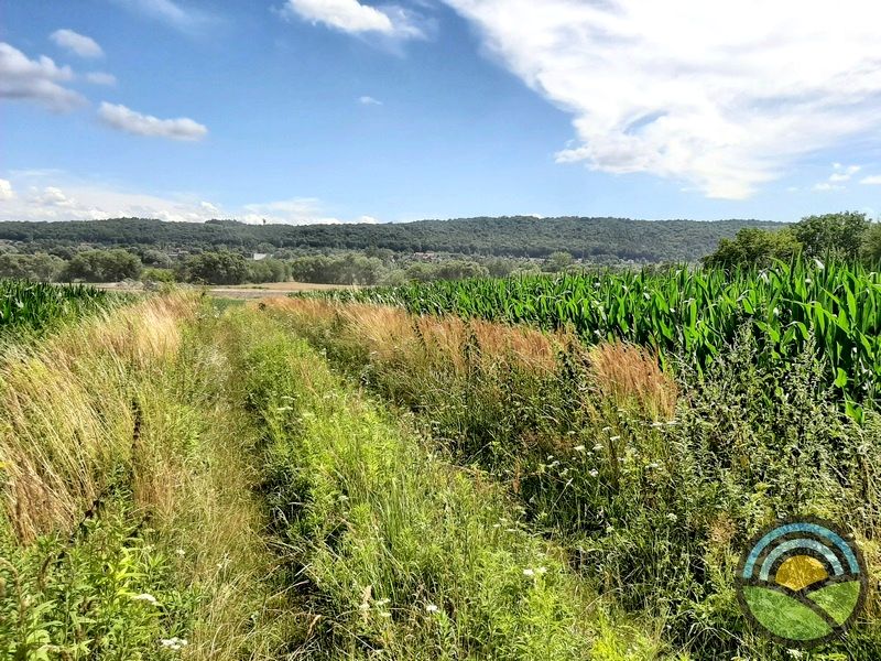 Działka Więckowice