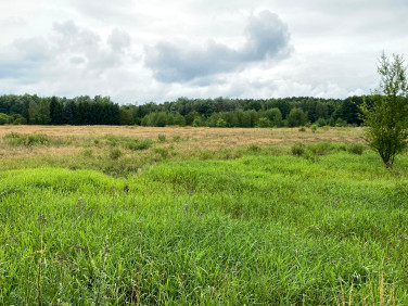Zalesiona działka Nowa Sól
