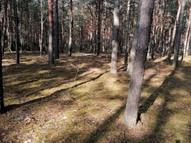 Działka leśna Wieliszew