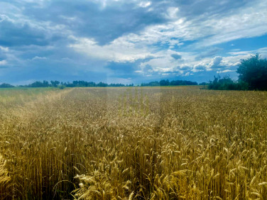 Działka budowlana Nowe Faszczyce