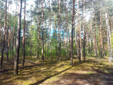 Działka leśna Józefów