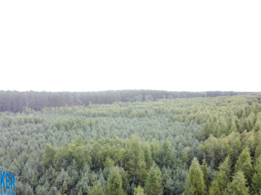 Działka leśna Bińcze