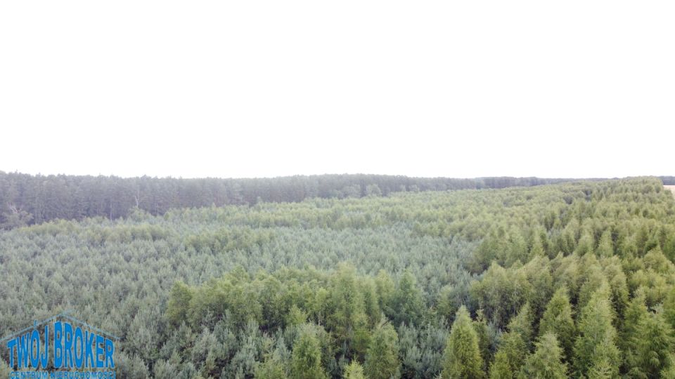 Działka leśna Bińcze