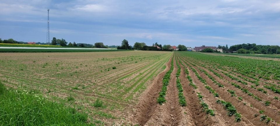 Działka usługowa Oleśnica