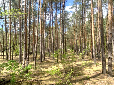 Działka budowlana Międzylesie