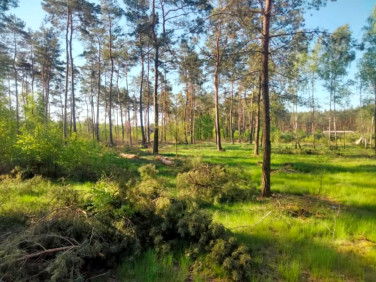 Zalesiona działka Małszyce