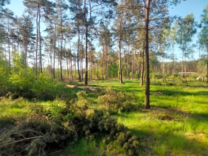 Zalesiona działka Małszyce