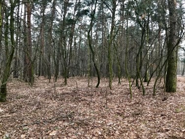 Działka leśna Konstantynów Łódzki