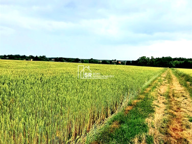 Działka siedliskowa Sędziejowice-Kolonia