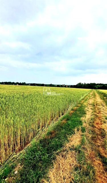 Działka siedliskowa Sędziejowice-Kolonia