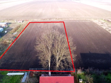 Działka siedliskowa Kurznie
