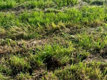 Działka budowlana Orzechowo