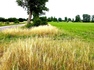 Działka budowlano-rolna Trzebieszewo sprzedam