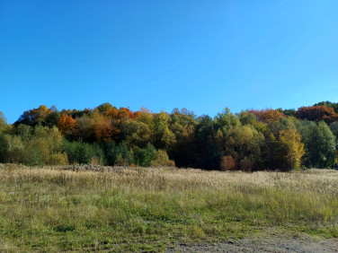 Działka inwestycyjna Olszyna