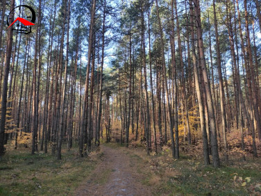 Działka leśna Nowiny Brdowskie