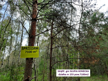Działka Skąpe
