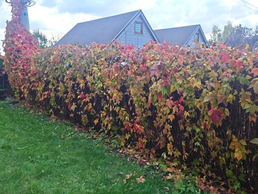 Mieszkanie Krynica Morska