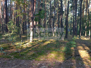 Działka Sękocin-Las