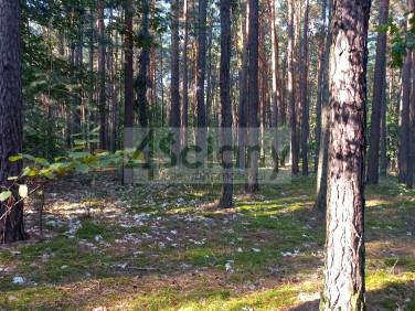 Działka Sękocin-Las