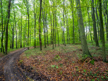 Działka leśna Gąsówka