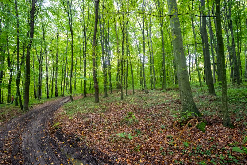 Działka leśna Gąsówka