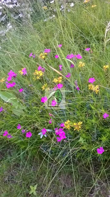 Działka budowlana Baszkówka sprzedam