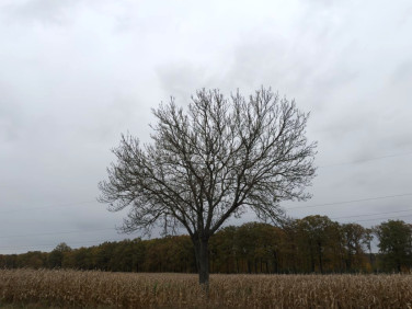 Działka inwestycyjna Sanie