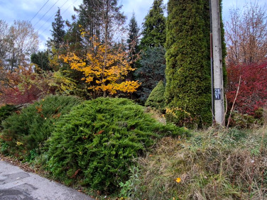 Zalesiona działka Łańcut