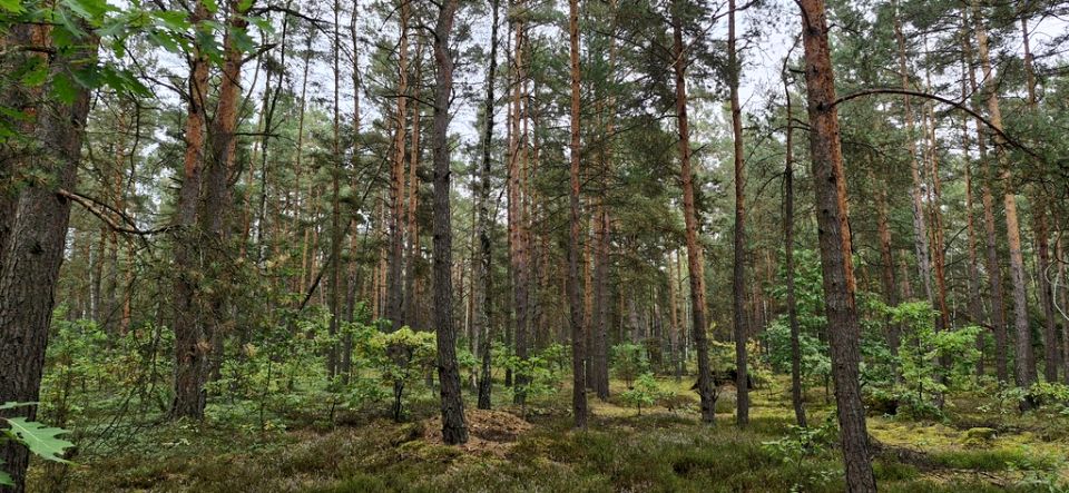 Działka rekreacyjna Osiedle Wilga