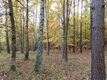 Działka leśna Gwda Wielka